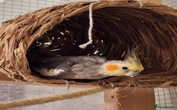 Cockatiels birds for sale:  Breeding Pair of Cockatiels  - Image 2
