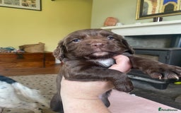 Sprocker dogs for sale: Gorgeous F1 health tested Sprockers  - Advert 17