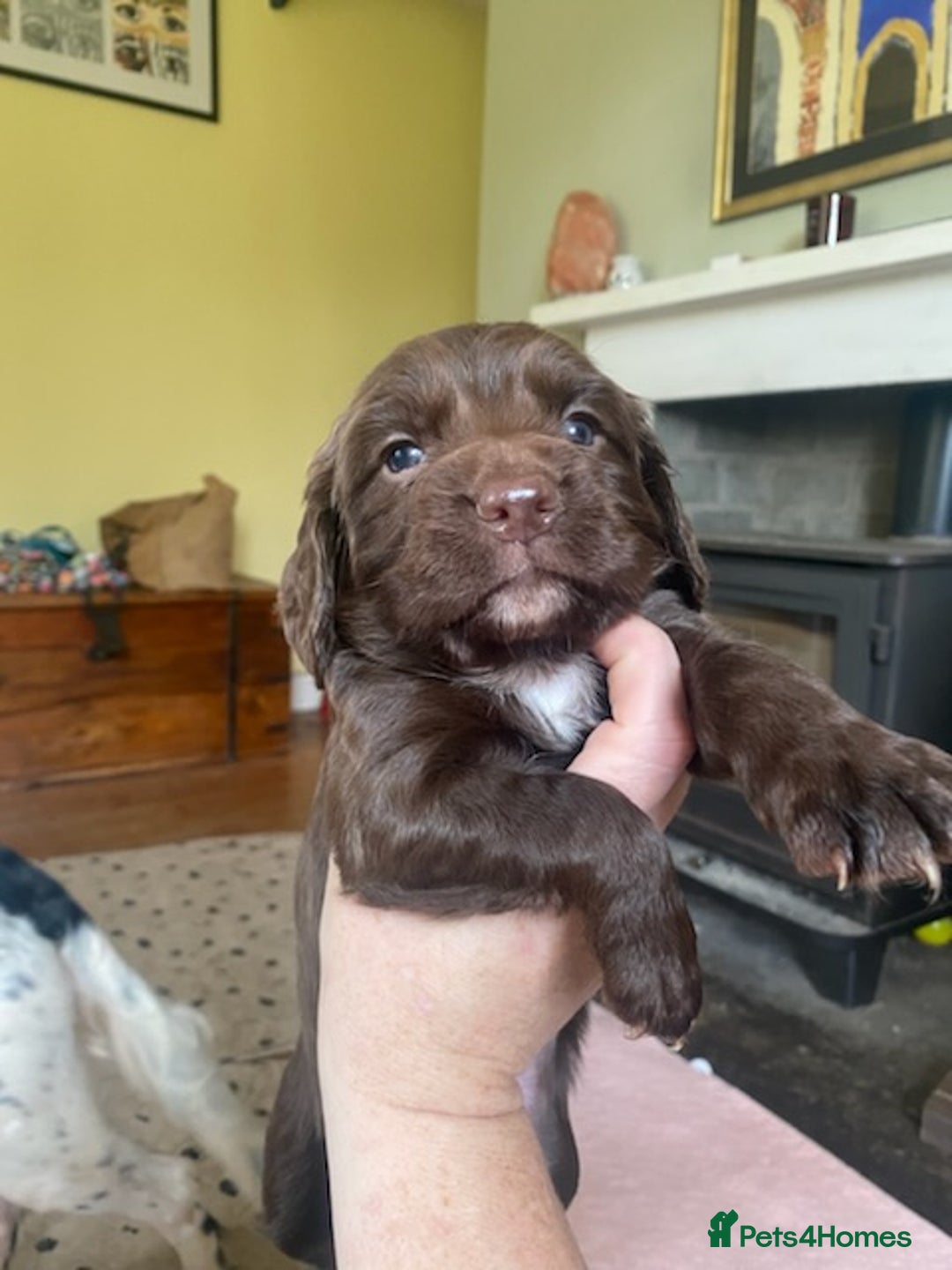 Sprocker dogs for sale: Gorgeous F1 health tested Sprockers  - Advert 17