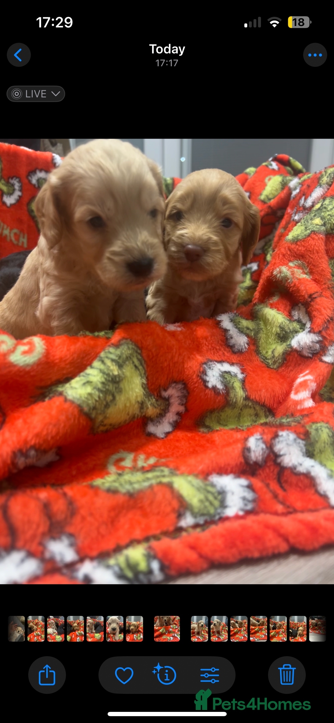 Cockapoo dogs for sale: F1 cockapoo puppies  - Image 7