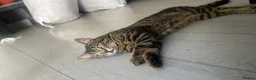 Bengal cats for sale: Tiger in Slough - Advert 3