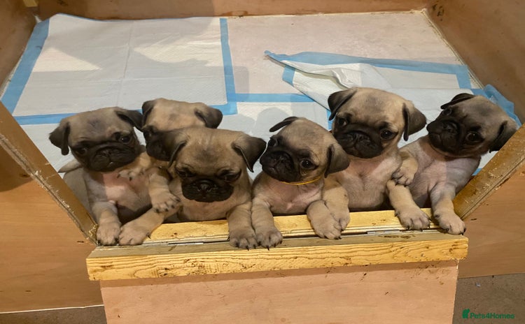 Pug dogs - Advert 2