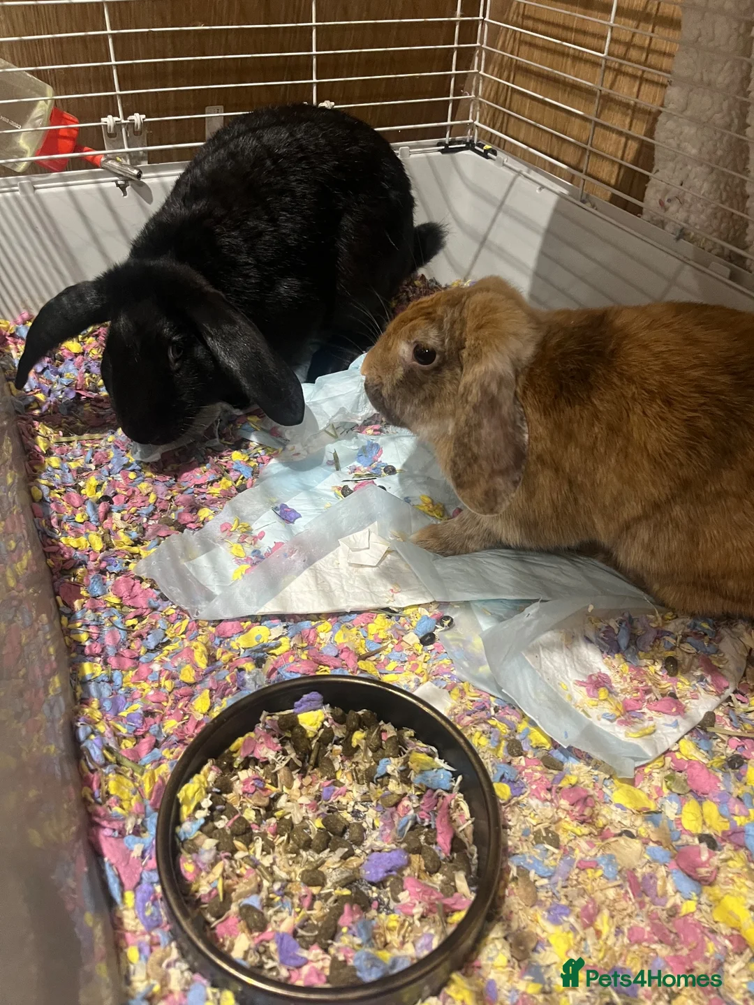 Mixed Breed rabbits for sale: Dumbo and Thumber  in Tadworth - Advert 2