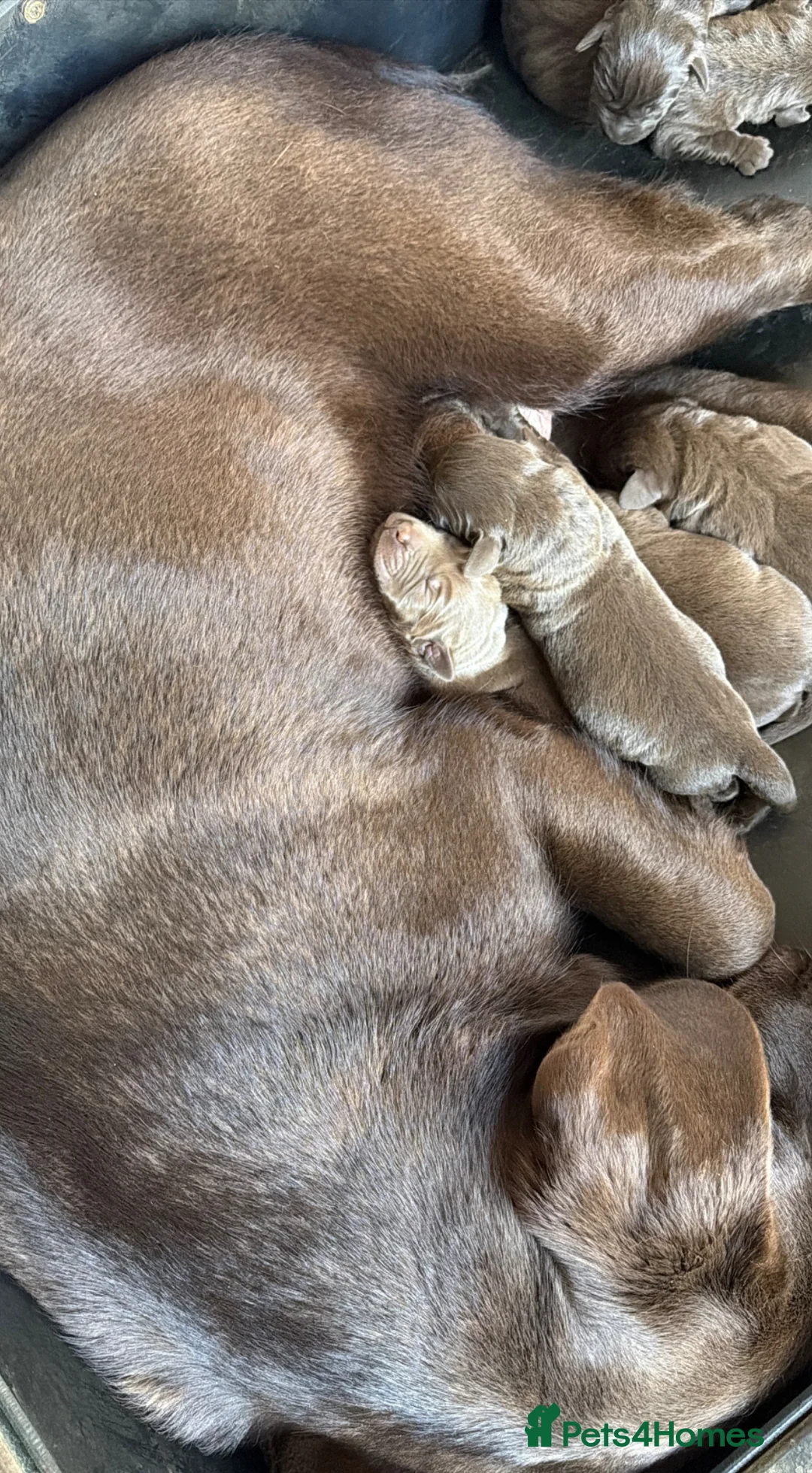Labrador Retriever dogs for sale: Chunky chocolate Labrador puppies - Advert 2