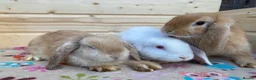 Mini Lop rabbits for sale: 6 mini lop rabbits 5 boys 1 girl - Advert 2