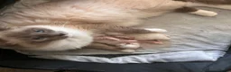 Ragdoll cats for sale: Ragdoll kittens  - Advert 4