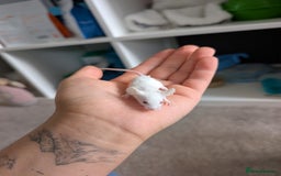 Mouse rodents for sale: Fancy mice looking for homes  - Image 13