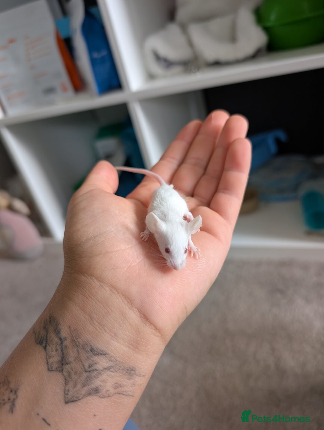Mouse rodents for sale: Fancy mice looking for homes  - Image 13
