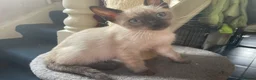 Bengal cats for sale: ❤️ 3 ABSOLUTELY BEAUTIFUL FELINES SO FRIENDLY ❤️ - Advert 12