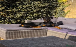 Dobermann dogs for sale: Willow - Image 4