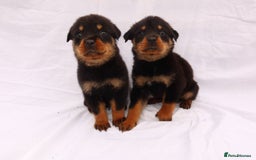 Rottweiler dogs for sale: Rottweiler puppy  - Image 16