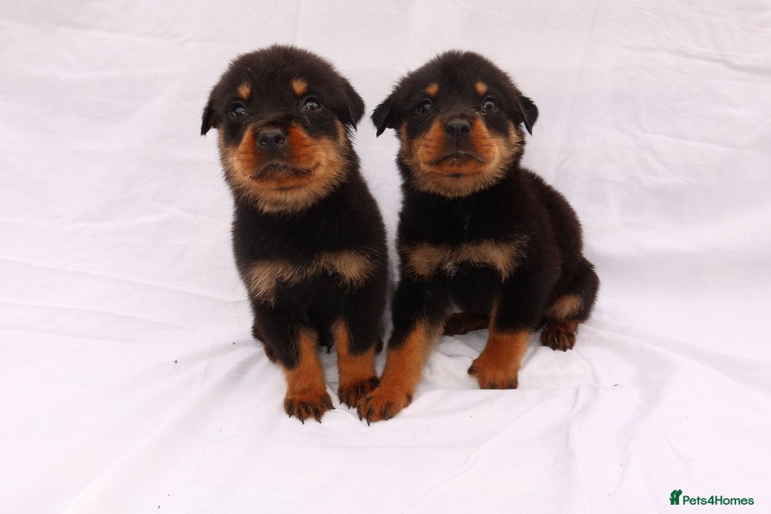 Rottweiler dogs for sale: Rottweiler puppy  - Image 16
