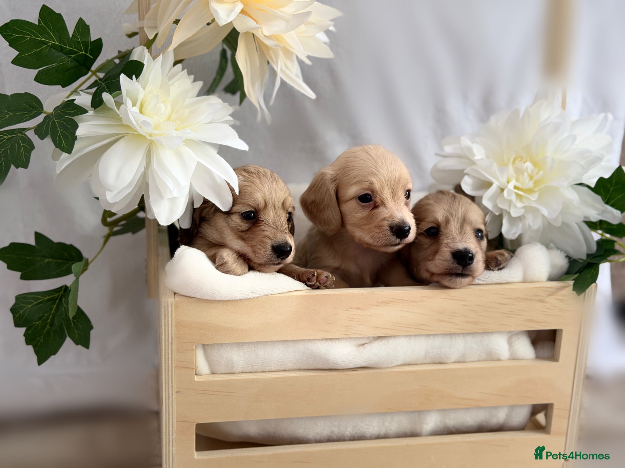 Miniature Dachshund dogs Beautiful Cream miniature dachshunds - Advert 1