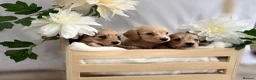 Miniature Dachshund dogs for sale: **One boy left**Cream miniature dachshunds - Advert 5