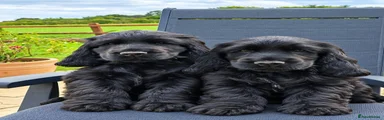 Cocker Spaniel 3