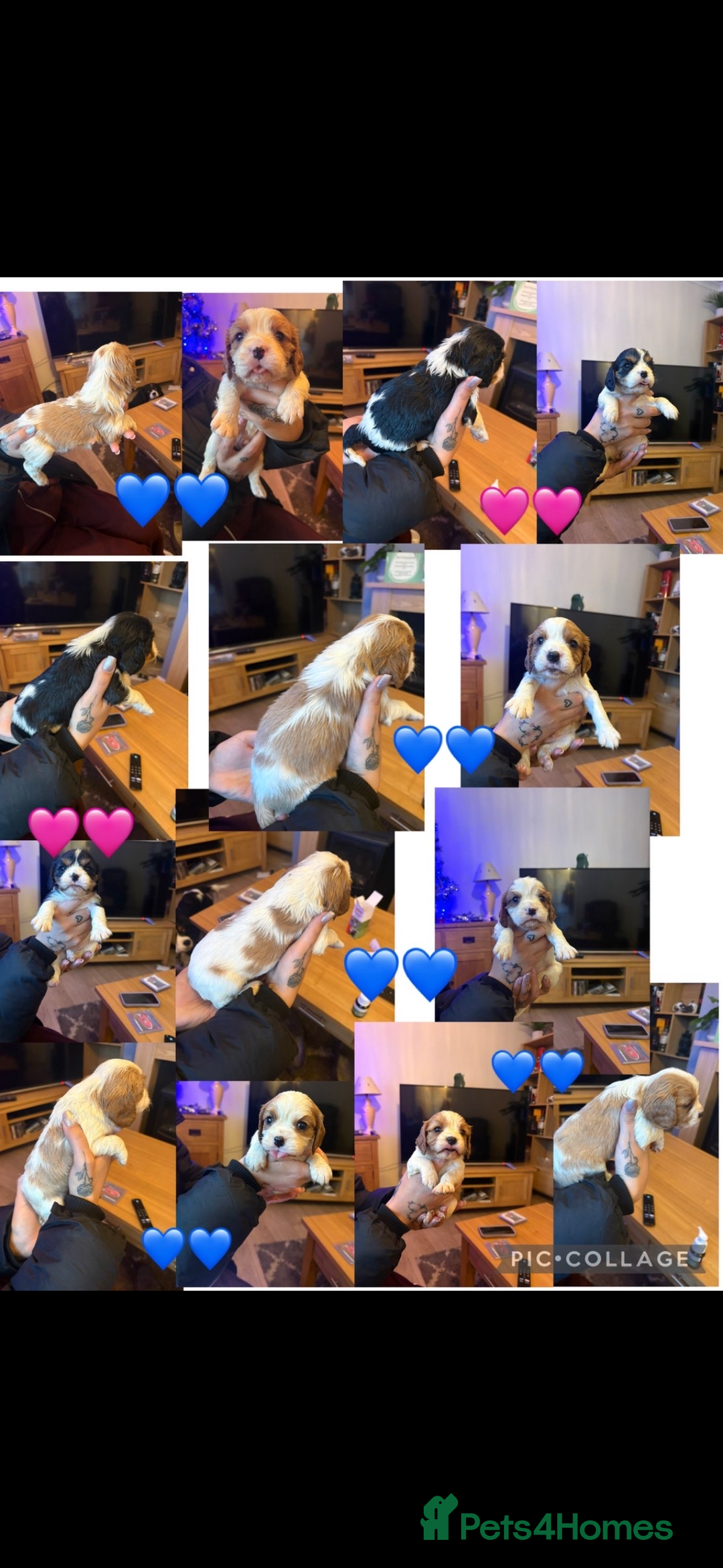 Cavalier King Charles Spaniel dogs for sale: mr john forster - Advert 4