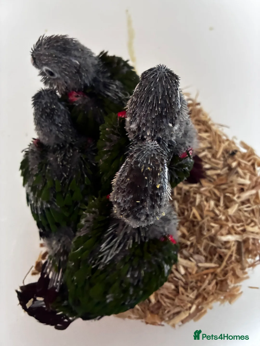 Conures birds for sale: Hand reared silly tame conures!  - Advert 5