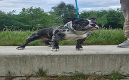 American Bully dogs for sale: REDUCED last girl Quality american Pocket Bully  - Image 22