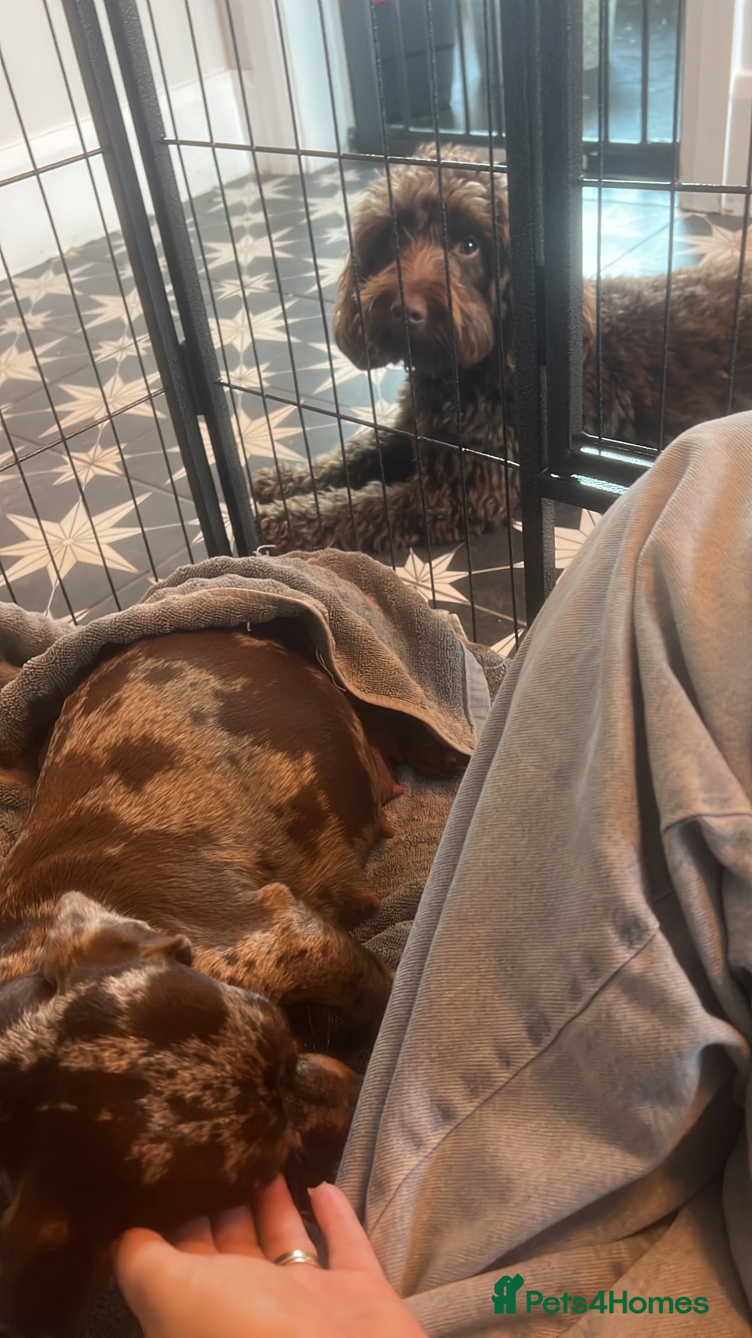 Mixed Breed dogs for sale: DAXIPOO PUPPIES  - Image 19