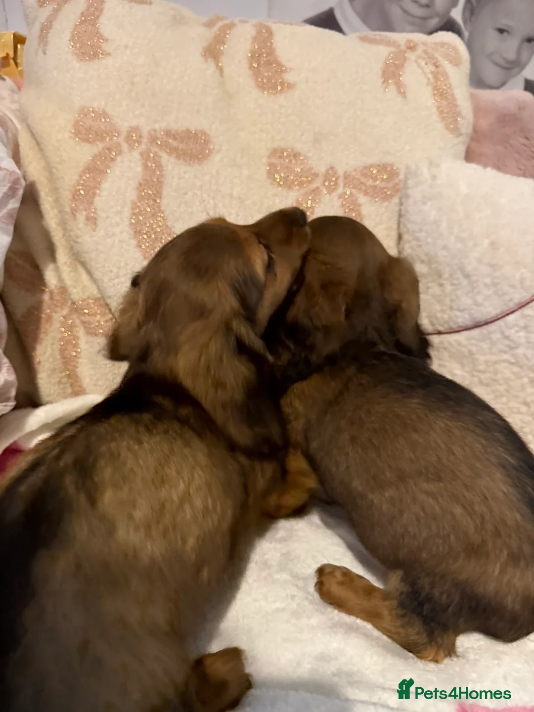 Dachshund dogs for sale: Dachshund puppies  in Sandbach - Advert 9