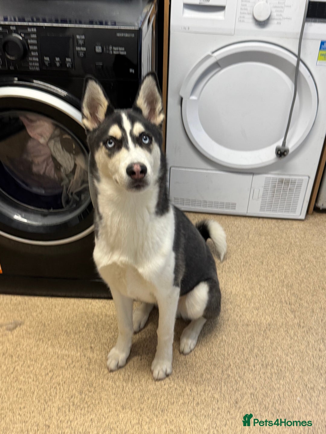Siberian Husky dogs for sale: Siberian husky  - Image 4