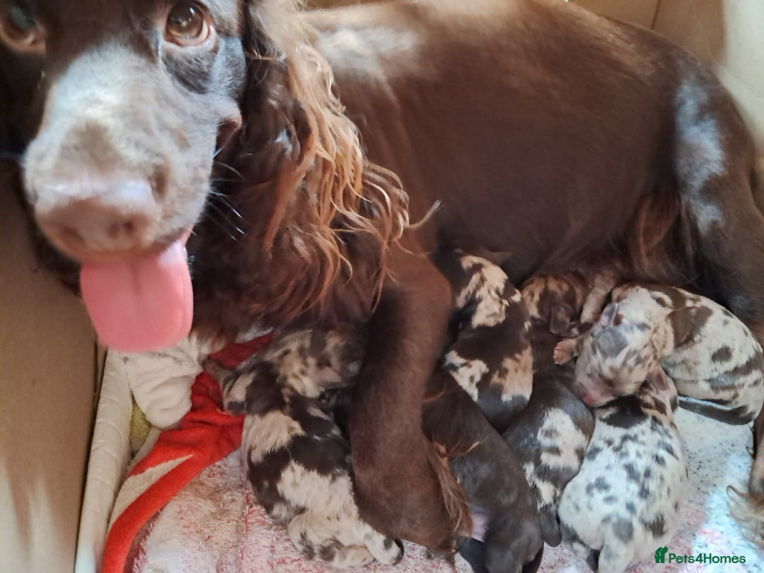 Cockapoo dogs for sale: Toy F1 Cockerpoo merle and chocolate puppies  - Advert 2