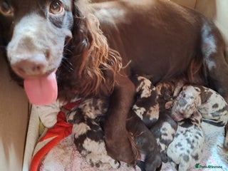 Cockapoo dogs Toy F1 Cockerpoo merle and chocolate puppies - Advert 1