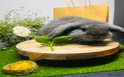 Mini Lop rabbits for sale: Beautiful pure bred Mini Lops  - Image 10