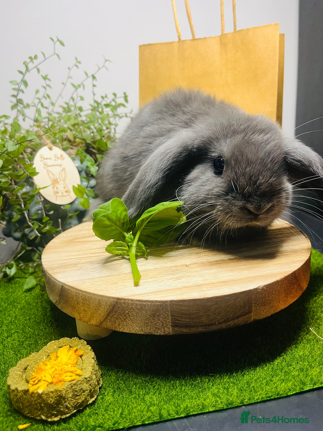 Mini Lop rabbits for sale: Beautiful pure bred Mini Lops  - Image 10