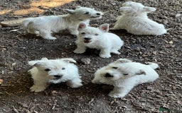 West Highland Terrier dogs for sale: Stunning West Highland White Terrier Babies - Image 1