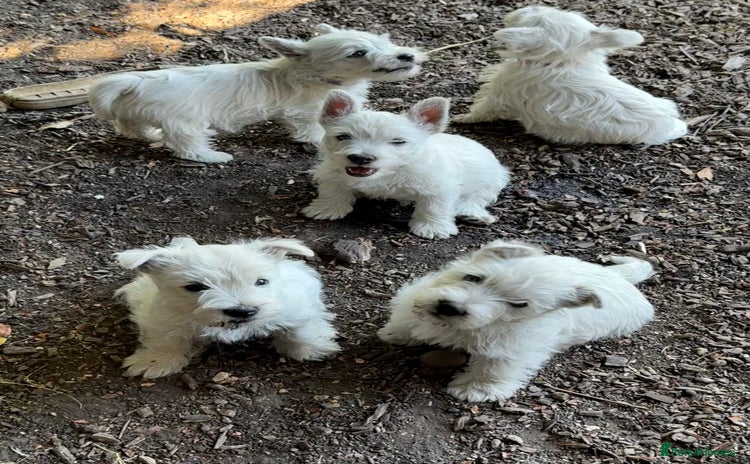 West Highland Terrier dogs - Advert 1
