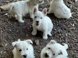 West Highland Terrier dogs - Advert 2