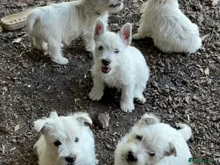 West Highland Terrier dogs PRICE REDUCED !!! 1 BOY AVAILABLE !!! - Advert 4