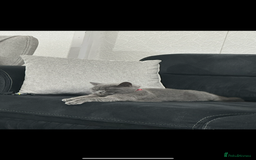 British Shorthair cats for sale: Her name is Rose  - Image 3