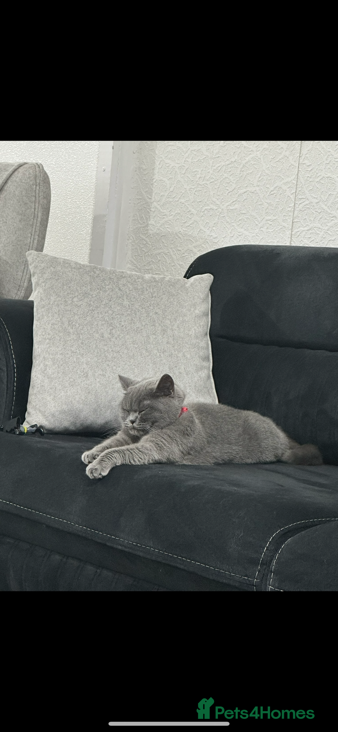 British Shorthair cats for sale: Her name is Rose  - Image 3