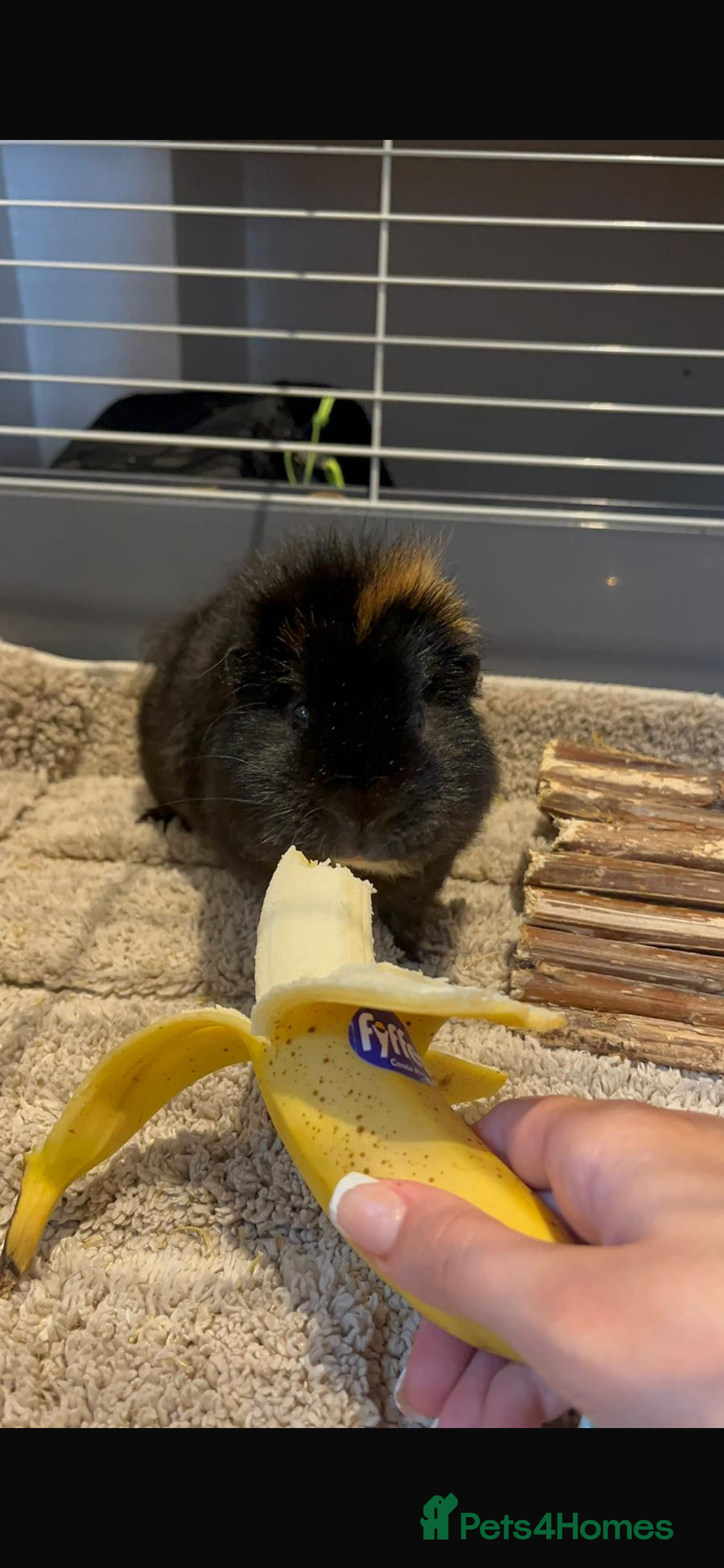 Guinea Pig rodents rehoming my guinea pig - Advert 7