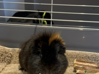 Guinea Pig rodents rehoming my guinea pig - Advert 2