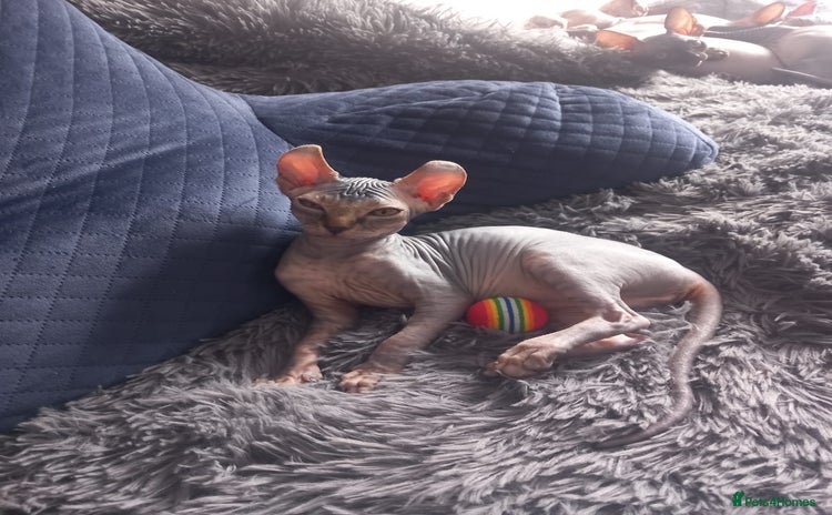 Sphynx cats - Advert 2