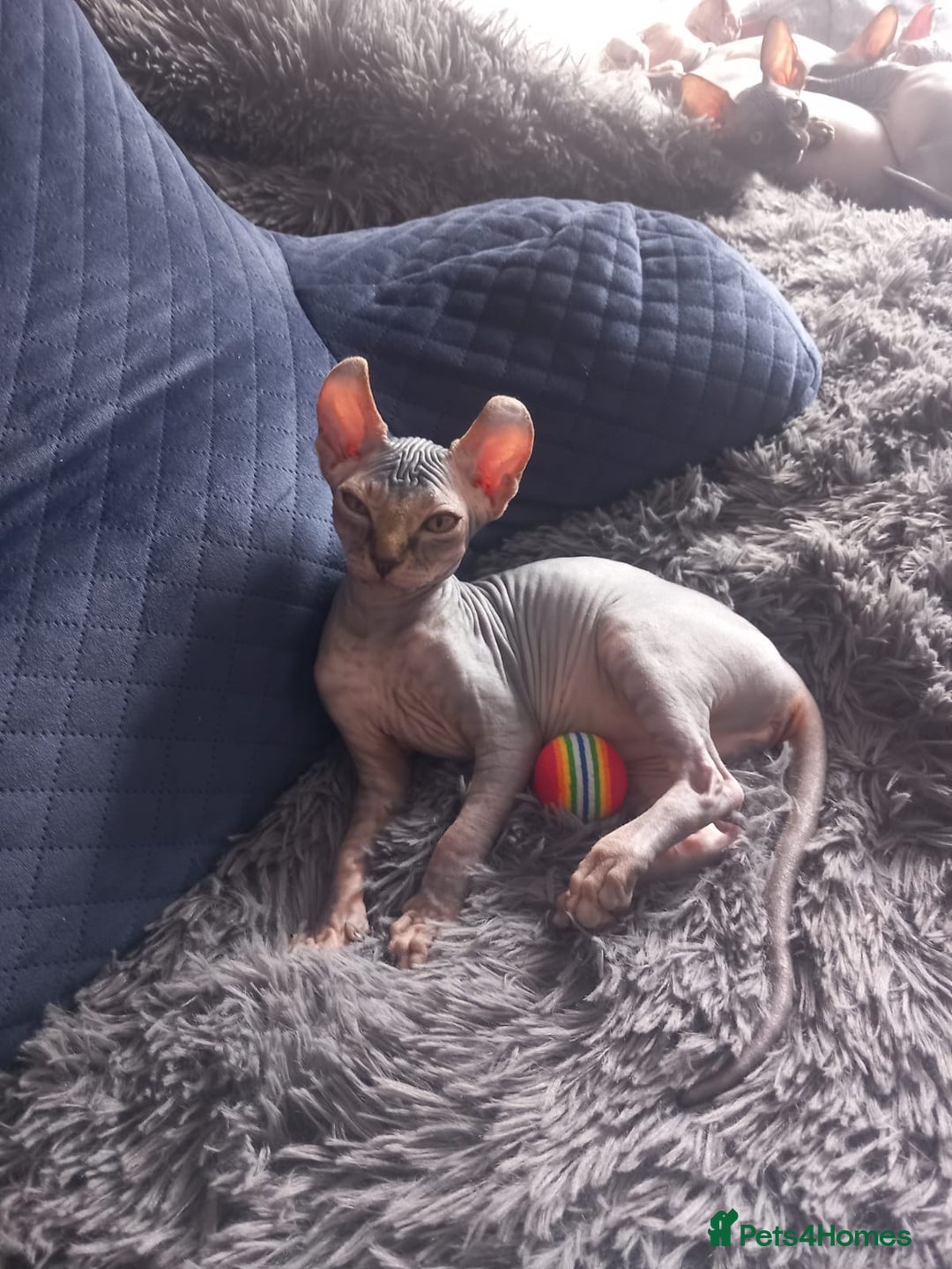 Sphynx cats for sale: Health checked fully vaccinated amazing kittens  - Image 2