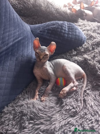 Sphynx cats - Advert 2