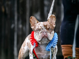 French Bulldog dogs in Haywards Heath - Advert 12