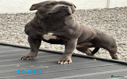 Staffordshire Bull Terrier dogs for sale: Chunky Staffy pups 💕 2 girls left, Ready to leave - Image 39