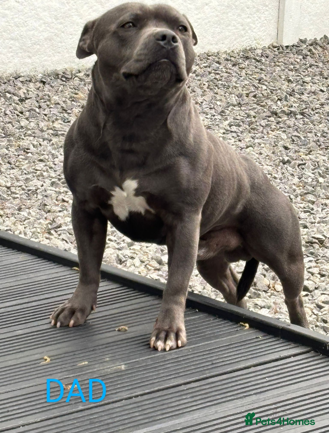 Staffordshire Bull Terrier dogs for sale: Chunky Staffy pups 💕 2 girls left, Ready to leave - Image 39