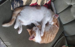 Mixed Breed cats for sale: Two lovely boys looking for their forever homes  - Image 6