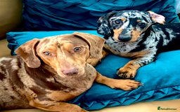 Dachshund dogs for stud: Extremely Handsome Dapple Dachshund - Advert 3