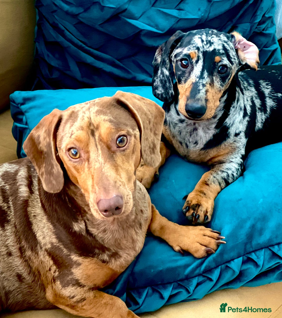 Dachshund dogs for stud: Extremely Handsome Dapple Dachshund - Advert 3