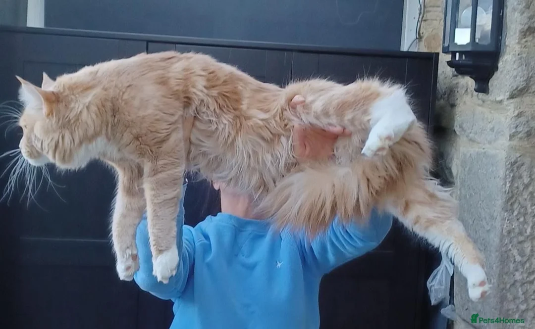 Maine Coon cats for sale: Maine Coon Boys kittens World Champion Bloodlines - Advert 2