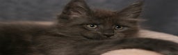 Maine Coon cats for sale: Mainecoon kittens TICA REGISTERED stunning - Advert 32