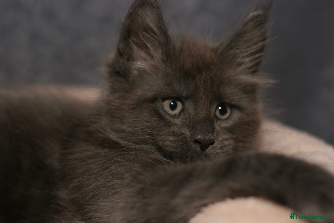 Maine Coon cats for sale: Mainecoon kittens TICA REGISTERED stunning - Advert 32