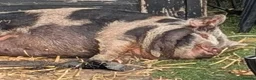 Pig livestock for sale: 2 kunekune boys in Norwich - Advert 6
